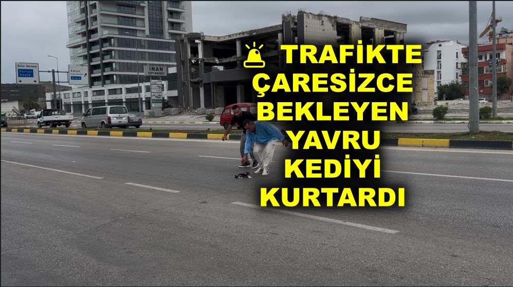 Trafikte çaresizce bekleyen yavru kediyi kurtardı
