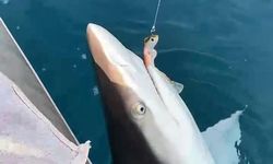 Oltaya köpek balığı takılınca ilginç anlar yaşandı🦈