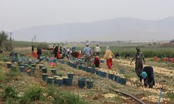 Soğan,🧅tarlada 8 TL'den alıcı buluyor