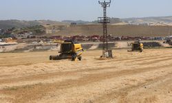 Amik Ovası'nda kuraklık buğdayda rekolteyi yarı yarıya düşürdü