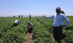Tarım işçileri kavurucu sıcakta 800 TL yevmiyeyle zorlu mesaiyi sürdürüyor