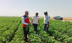 Hatay'da pamuk tarlaları incelendi