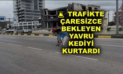 Trafikte çaresizce bekleyen yavru kediyi kurtardı