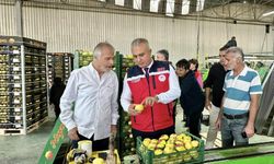 Hatay’da limon ihraç eden firmalar denetlendi