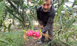 Ejder meyvesi hasadı başladı, kilosu 180 TL'den alıcı buluyor