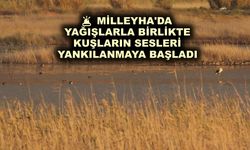 Milleyha'da yağışlarla birlikte kuşların sesleri yankılanmaya başladı
