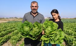 Marul 25 TL’den alıcı buluyor