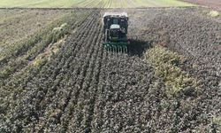 Beyaz altın pamukta kuraklık rekolteyi etkiledi