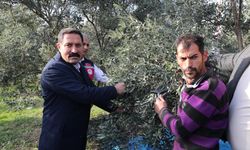 Hatay'da 17 milyon 102 bin ağaçta, 201 bin ton zeytin rekoltesi bekleniyor