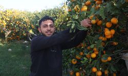 Mandalinanın fiyatı 2 TL'ye düşünce tonlarca ürünü vatandaşlara ücretsiz dağıttı