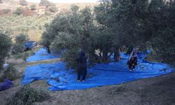 Kuraklık zeytin hasadında yağ verimini olumsuz etkiledi