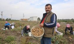 Kuraklığın rekolteyi etkilediği yer fıstığında hasat başladı