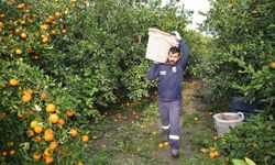 Kilogram fiyatı 2 TL’ye düşünce dalda çürümeye bırakılmıştı, 320 ton ürün vatandaşlara ücretsiz dağıtıldı