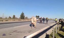 Firari anguslar uyuşturucu iğneyle tek tek avlandı