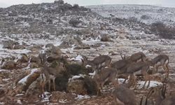 ‘Gazella gazella' dağ ceylanlarının kar keyfi