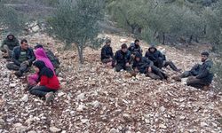 Hatay’da zeytinlik alanda 30 düzensiz göçmen yakalandı