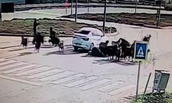 Otomobil koyun sürüsünün arasına daldı