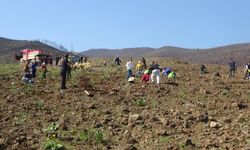 Orman yangınından zarar gören alanlarda 5 bin fidan toprakla buluşturuldu