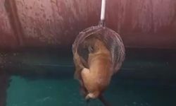 Gemiden denize düşen köpeği itfaiye kurtardı