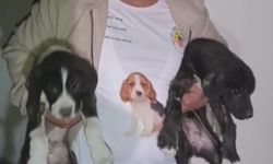 Yıkılacak binadaki yavru köpekleri kurtaran hayvansever yürekleri ısıttı