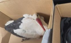 Göç yolundaki leyleklere av tüfeğiyle ateş ettiler