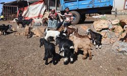 Telef olan küçükbaş hayvanların yavrularını biberonla yaşatmaya çalışıyorlar