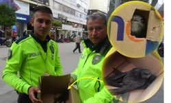 Göç yolunda yorgun düşen Ebabil kuşlarına polisten yürek ısıtan şefkat