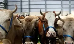 2026 Vekaletle Kurban kesim bedelleri açıklandı🐑