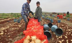 Soğan, tarlada 25 TL'den satılıyor