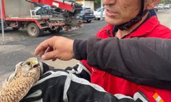 Dörtyol'da yaralı atmaca araca sığındı