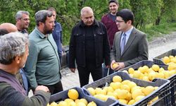 Arsuz'da limon hasadı başladı
