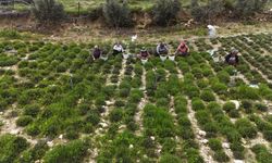 Sofraların vazgeçilmezi zahterde bereketli hasat