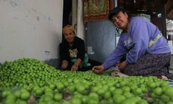 Turfanda hasat edilen can eriği Avrupa ülkelerine ihraç ediliyor