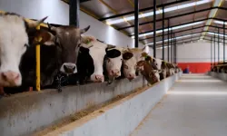 2026 yılı kurbanlık fiyatları belirlendi