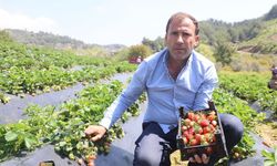 Çileğin🍓bu yıl tarlada kilosu 90 TL ila 150 TL arasında