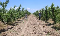 Tarım işçileri, Amik Ovası'nda bin 100 TL yevmiye alacak