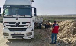 Kurban Bayramı öncesi hayvan sevkiyatlarına sıkı denetim