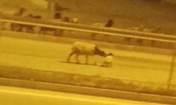 Firari koyun sürüsü kara yoluna çıkıp, üst geçidi kullandı