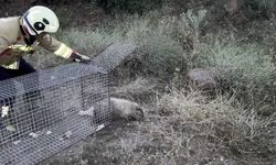 Bal porsuğu mahsur kaldığı havuzdan kurtarıldı
