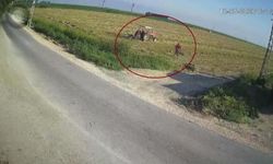 Ölümle burun buruna gelen çiftçinin korku dolu anları