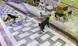 Kedinin tek başına 6 köpekle mücadele ettiği anlar