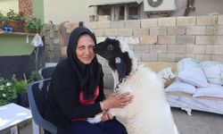 Evladını lösemiden kaybeden anne, teselliyi peşinden ayrılmayan kuzuda buldu