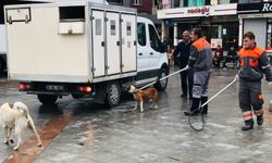 Bakan Çiftçi: Yılbaşına kadar tüm sokak🐕köpekleri toplatılacak
