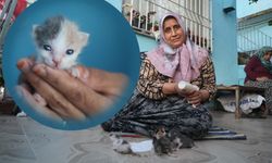 🐈Anneleri telef olan yavru kedileri biberonla besliyor