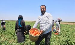 Domates tarlada 15 TL'den alıcı buluyor