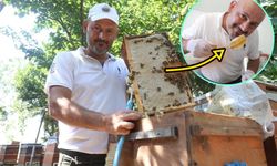 Yağışlarla birlikte açan çiçekler arıları sevindirirken bal hasadı yüz güldürdü
