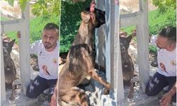 Belçika kurdunu zehirleyip direğe asarak telef ettiler