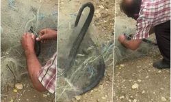 Balık ağında mahsur kılan yılanı elleriyle kurtardı
