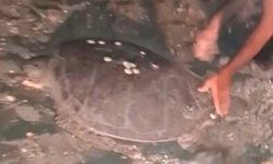 Yolunu şaşıran caretta carettayı kucağına alıp denize kavuşturdu