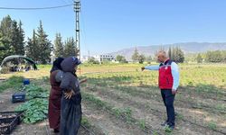 Antakya’da sebze üreticisiyle sahada istişare edildi